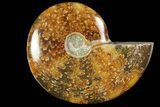 Polished, Agatized Ammonite (Cleoniceras) - Madagascar #118995-1